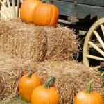 Kompostownik z desek impregnowanych? Zbuduj go bezpiecznie i na lata