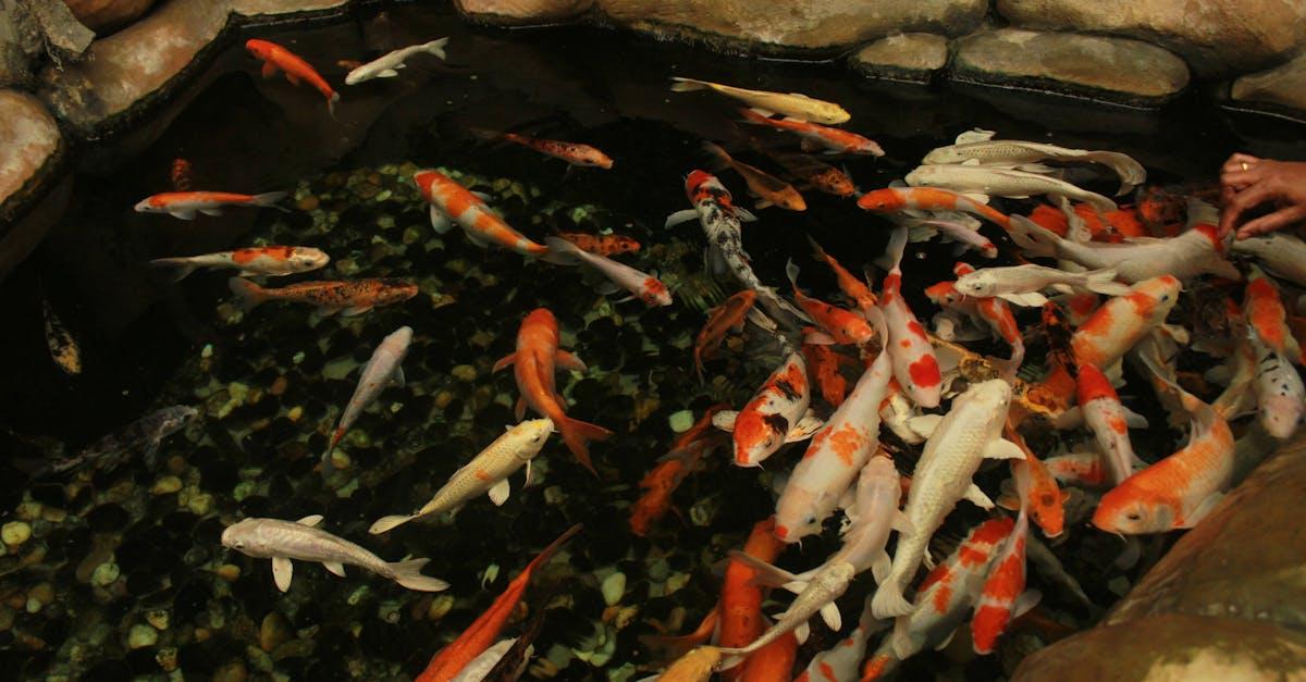 Oaza w weekend: oczko wodne z pompą cyrkulacyjną – przepis na krystaliczną wodę i relaks w ogrodzie