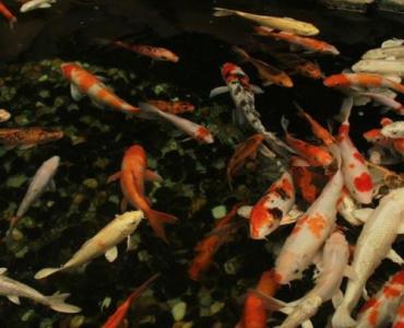 Oaza w weekend: oczko wodne z pompą cyrkulacyjną – przepis na krystaliczną wodę i relaks w ogrodzie