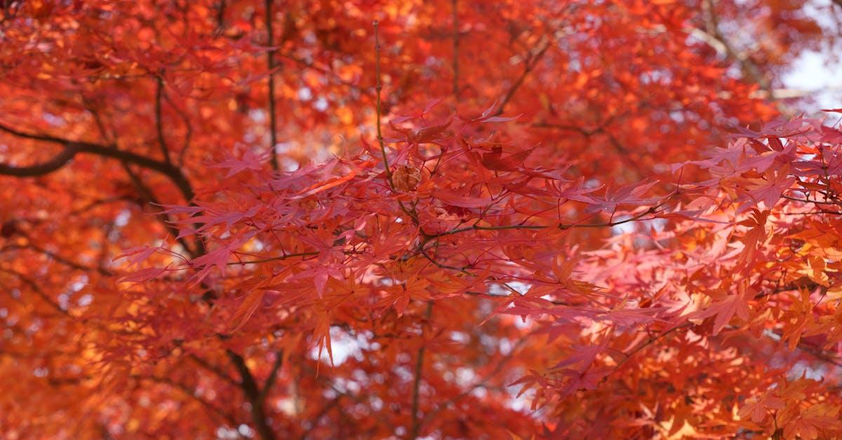 Jesienne cięcie pigwowca japońskiego: 7 prostych kroków do bujnego kwitnienia i słodkich owoców