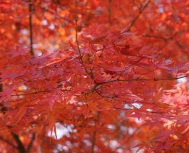 Jesienne cięcie pigwowca japońskiego: 7 prostych kroków do bujnego kwitnienia i słodkich owoców