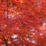 Jesienne cięcie pigwowca japońskiego: 7 prostych kroków do bujnego kwitnienia i słodkich owoców