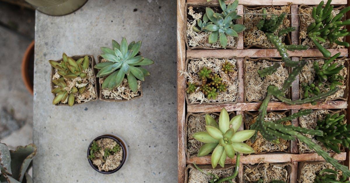 Zamień taras wewnętrzny w zieloną oazę: inspirujące aranżacje z roślinami doniczkowymi