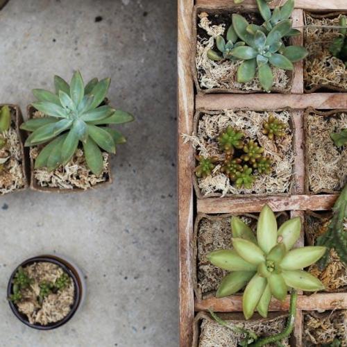 Zamień taras wewnętrzny w zieloną oazę: inspirujące aranżacje z roślinami doniczkowymi