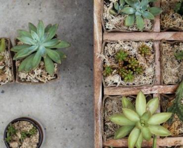 Zamień taras wewnętrzny w zieloną oazę: inspirujące aranżacje z roślinami doniczkowymi