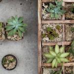 Zamień taras wewnętrzny w zieloną oazę: inspirujące aranżacje z roślinami doniczkowymi