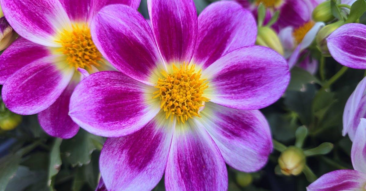 Stwórz motyli raj w ogrodzie: łąka z trawami ozdobnymi krok po kroku