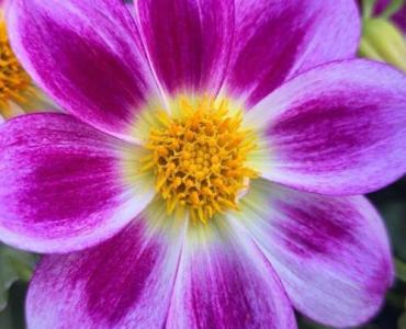 Stwórz motyli raj w ogrodzie: łąka z trawami ozdobnymi krok po kroku