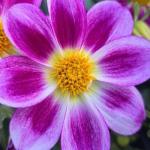 Stwórz motyli raj w ogrodzie: łąka z trawami ozdobnymi krok po kroku