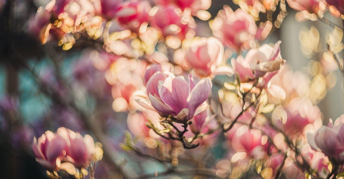 Magnolie w pełnym blasku: kiedy i czym nawozić, by zakwitły jak szalone