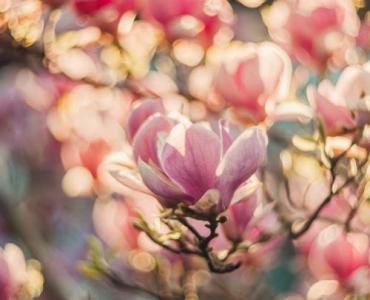 Magnolie w pełnym blasku: kiedy i czym nawozić, by zakwitły jak szalone