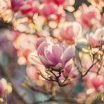 Magnolie w pełnym blasku: kiedy i czym nawozić, by zakwitły jak szalone