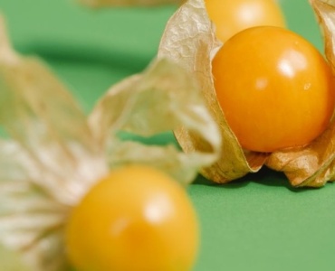 Owocowa ściana bez kolców: prowadzenie agrestu w szpalerze krok po kroku