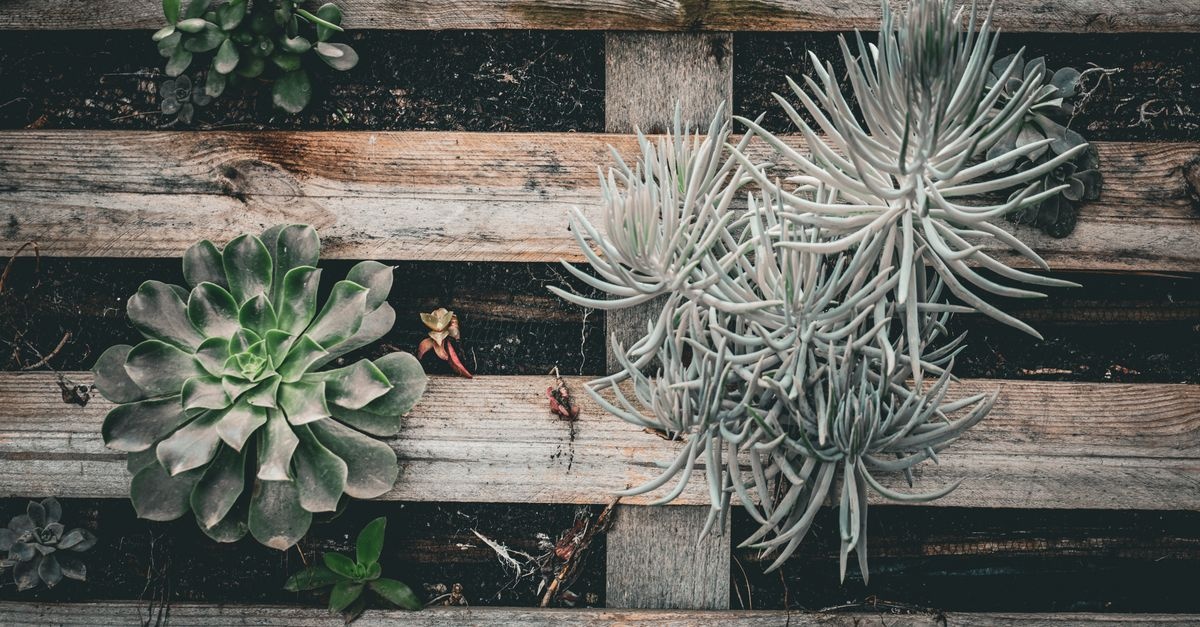 Zamień stare palety w efektowny kwietnik – prosty projekt, wielki efekt